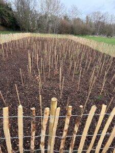 Area Planted at Littleton recreation ground